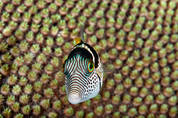 Strano pesce - foto stock