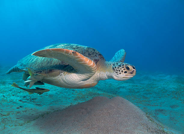 Tartaruga in Mar Rosso - foto stock