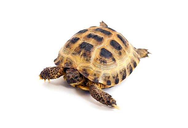 istock Asian or Russian tortoise 177506844