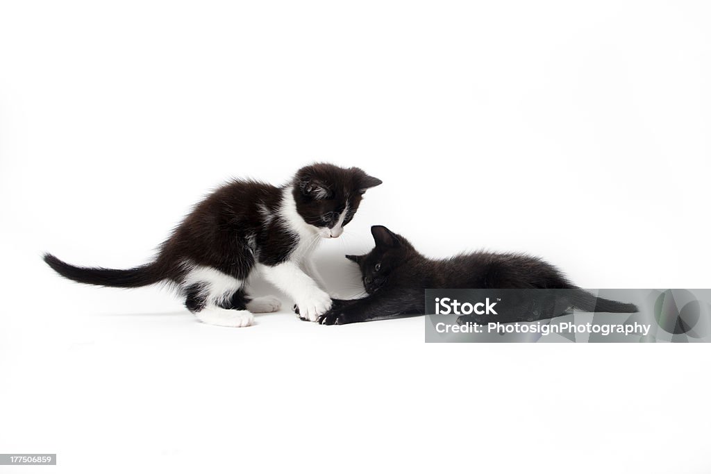 Schwarze Kätzchen isoliert auf weißem Hintergrund - Lizenzfrei Domestizierte Tiere Stock-Foto