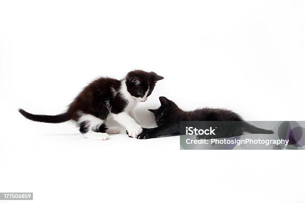 Schwarze Kätzchen Isoliert Auf Weißem Hintergrund Stockfoto und mehr Bilder von Domestizierte Tiere - Domestizierte Tiere, Fotografie, Freisteller – Neutraler Hintergrund