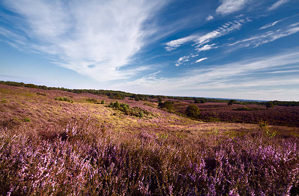istock heather hills in Gelderland 177507276