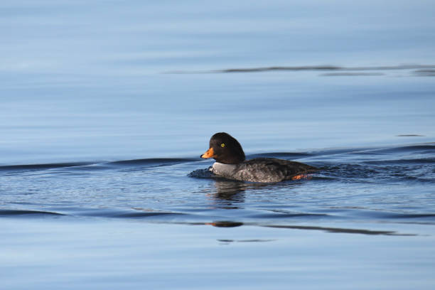 istock Barrow's Goldeneye (female) (bucephala islandica) swimming in the ocean 1775078835