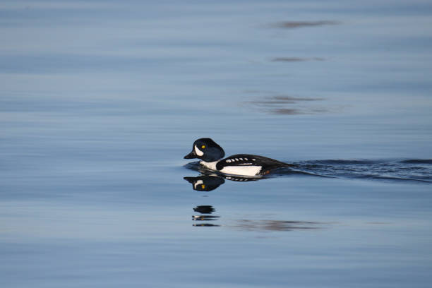 Barrow's Goldeneye (male) (bucephala islandica) swimming in the ocean