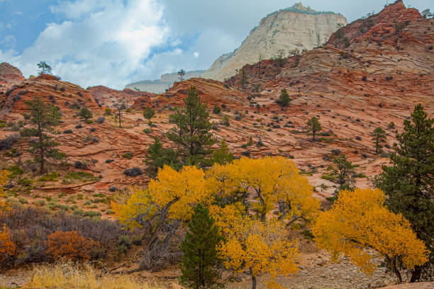 istock Fall colors - Zion National Park 1775079355