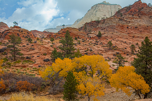 Fall color foliage hits The Utah high desert in Zion National Park