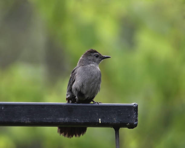 istock Gray Catbird (dumetella carolinensis) perched on a metal railing 1775080010