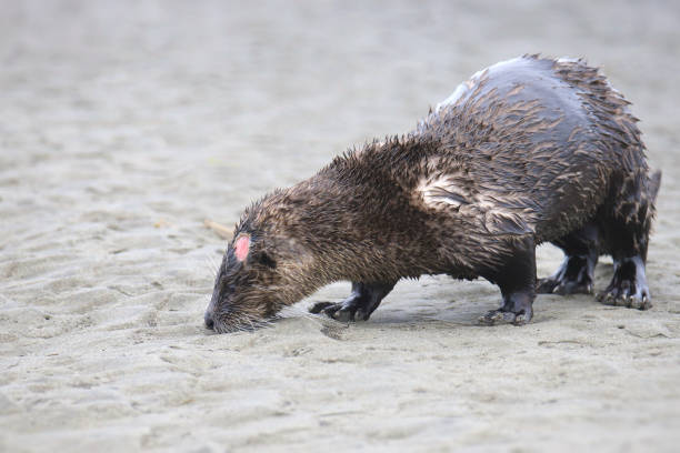 istock River otter (lontra canadensis) with a big gash on it's head 1775080448