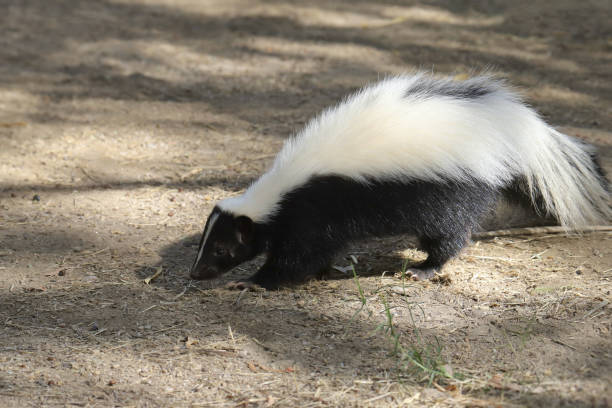 istock Striped Skunk (mephitis mephitis) looking for food 1775080452