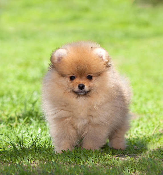 istock Puppy on green grass 177508202