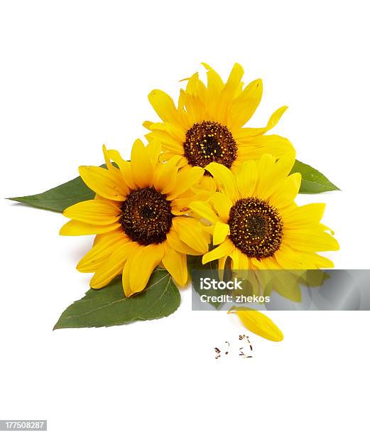 Three Sunflowers Stock Photo - Download Image Now - Beauty In Nature, Brightly Lit, Brown
