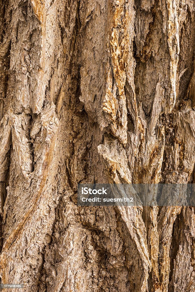 Abstracto árbol de corteza - Foto de stock de Abstracto libre de derechos