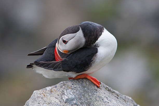 istock Atlantic Puffin (Fratercula arctica) at Runde island (Norway) 177508526
