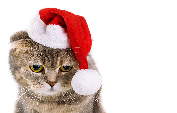Gray cat in Santa Claus hat isolated on white background stock photo