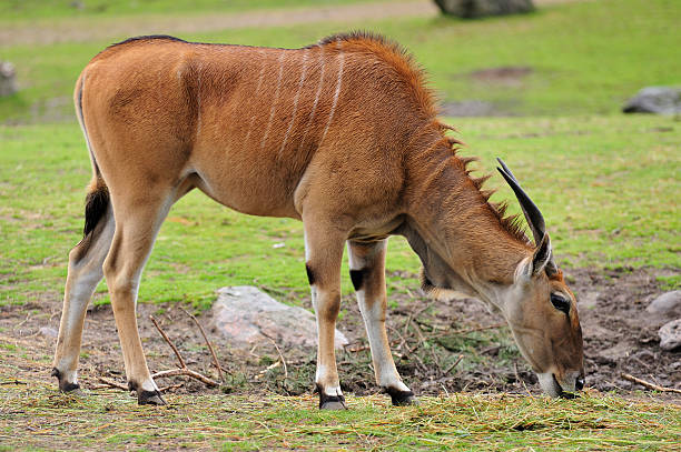 Eland antelope Eland antelope (Taurotragus oryx) - KolmAYrden zoo in Sweden. cape eland photos stock pictures, royalty-free photos & images