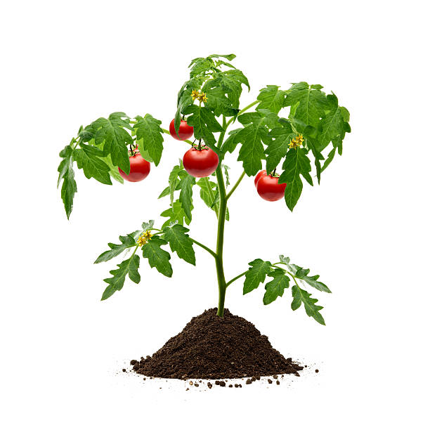 Tomatoes Plant Tomatoes plant with soil on white background tomato plant photos stock pictures, royalty-free photos & images