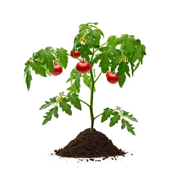 Photo of Tomatoes Plant