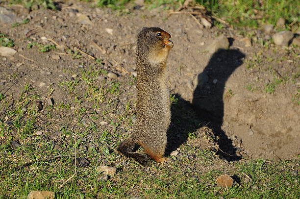 istock Canadian wildlife. 177508740