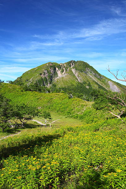 istock Mountain and yellow flower 177508846