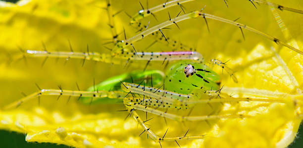 ササグモ、peucetia viridans - viridans ストックフォトと画像