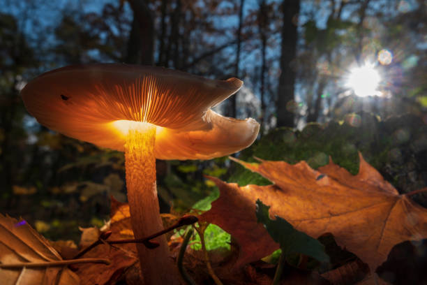 Magic glowing mushroom in the autumn forest stock photo