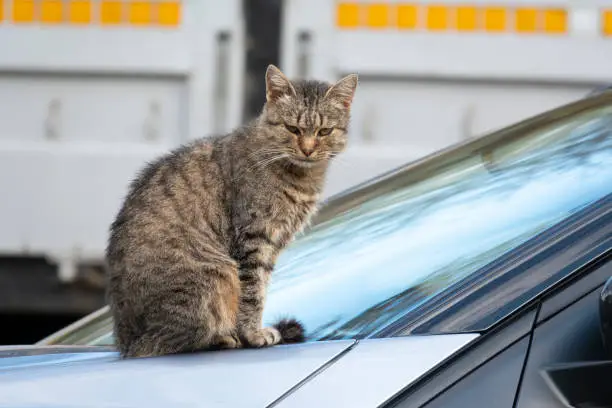 Photo of Grumpy stray cat sitting on the car hood