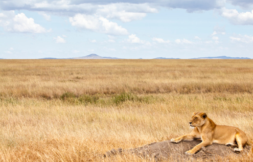 Lion family sitting on grassy landscape against clear sky at National Park in Kenya,East Africa during sunny day