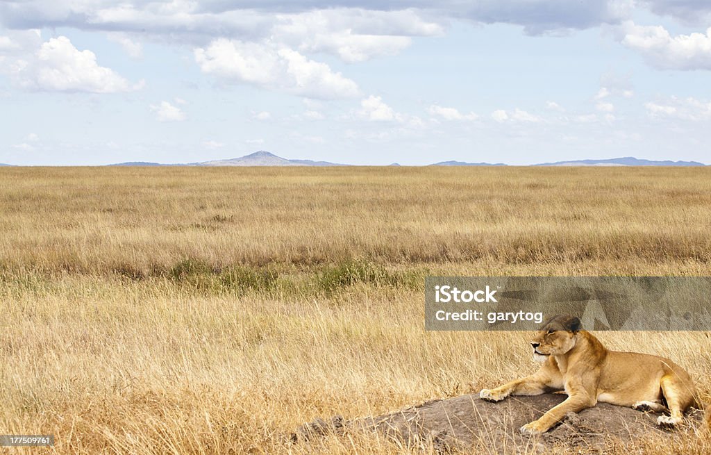 Lioness on the Savannah "A lioness rests and scans the Savannah for prey. Serengeti National Park, Tanzania. Lots of copy space." Africa Stock Photo