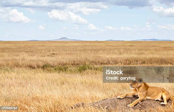 Lioness On The Savannah Stock Photo - Download Image Now - Africa, Plain, Savannah