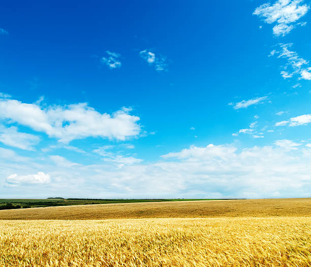 istock gold ears of wheat under cloudy sky 177509844