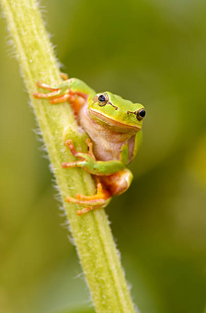 istock Portrait of Frog 177509881