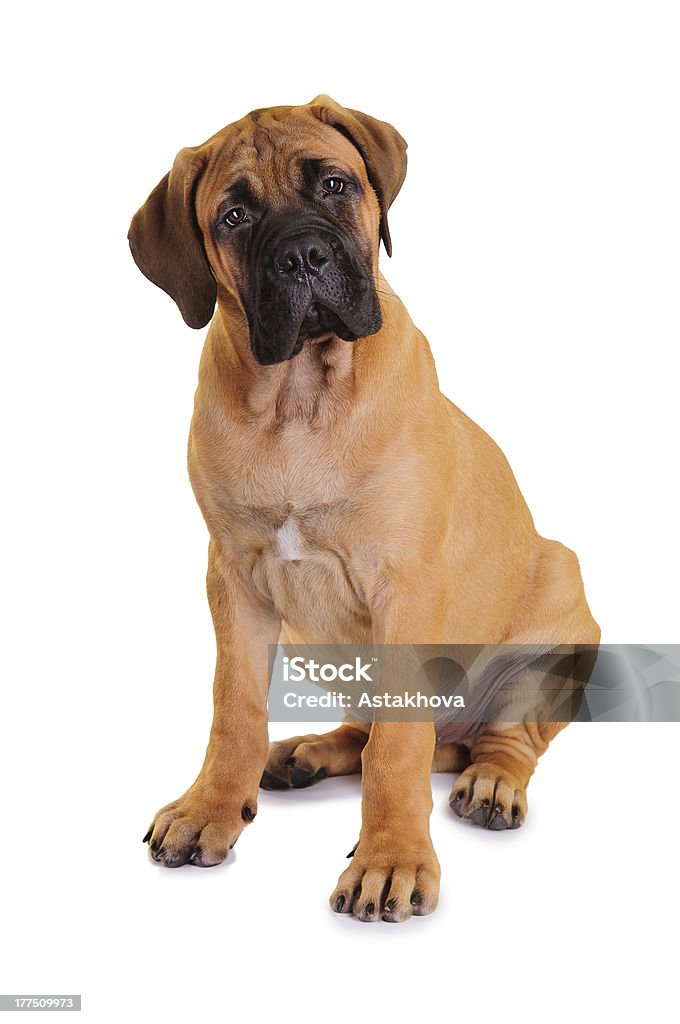 Kleinen Welpen bull moose - Lizenzfrei Bullmastiff Stock-Foto