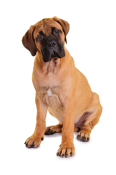 "little puppy bullmastiff sitting on a white background, isolated"