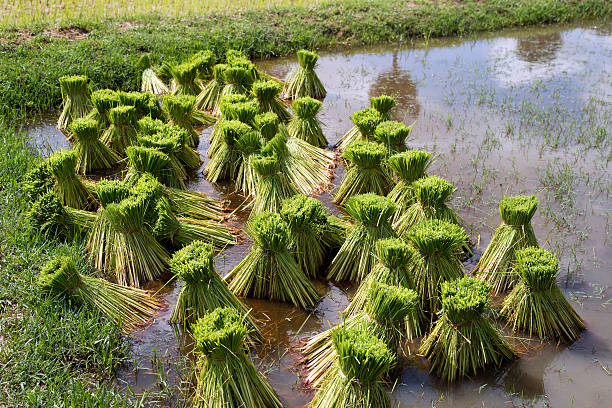 Rice awaits planting stock photo
