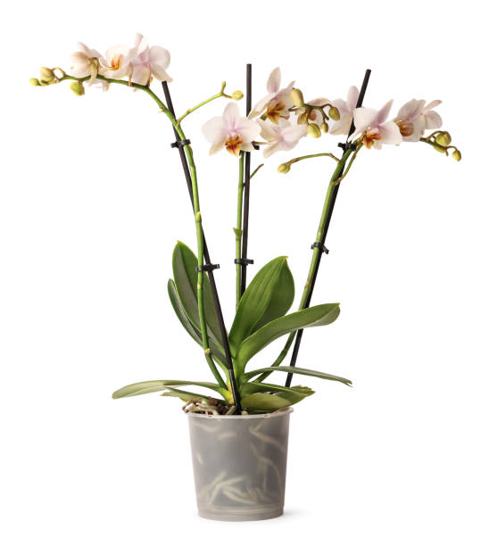 istock Beautiful orchid flowers in pot on white background 1775101177