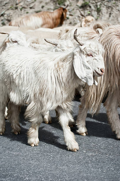 White kashmir (pashmina) goat White kashmir (pashmina) goat from Indian highland farm in Ladakh going with herd pashmina stock pictures, royalty-free photos & images