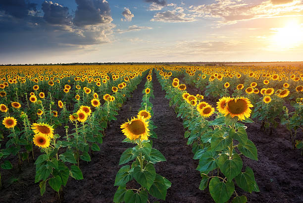 istock Field of sunflowers. 177510817