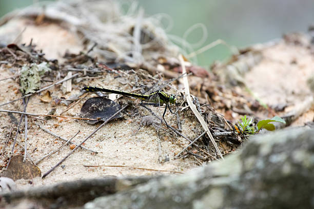 Black and Yellow Dragonfly stock photo