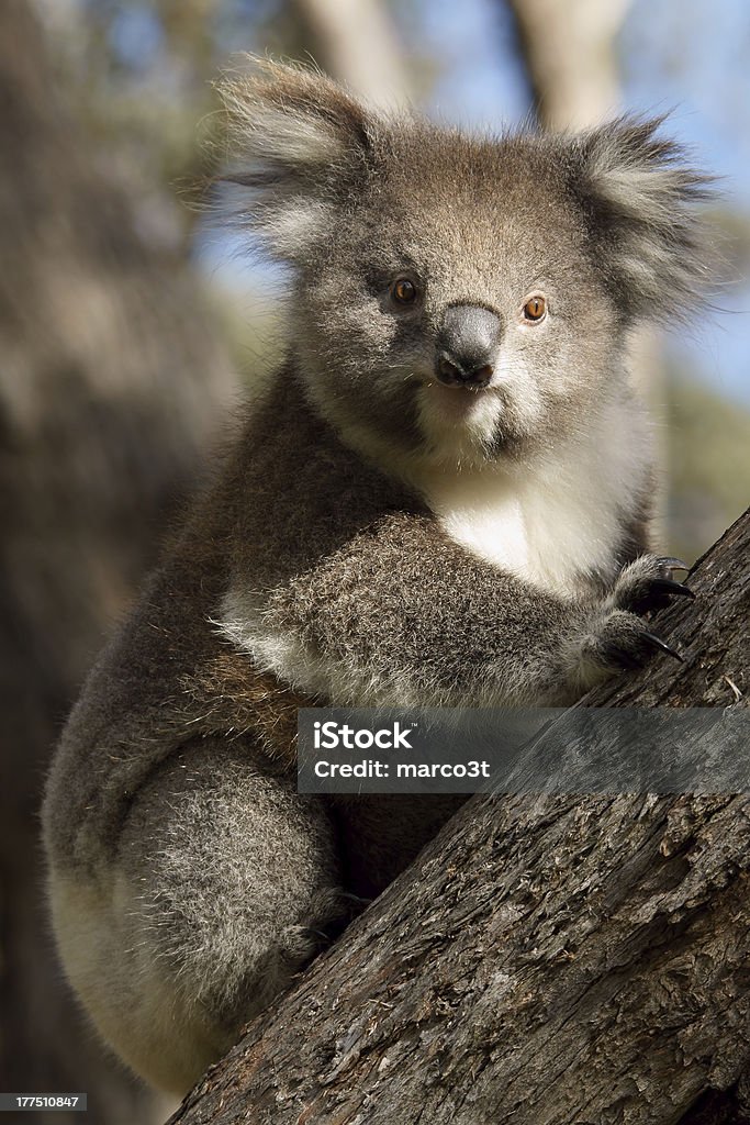 Coala na árvore - Foto de stock de Coala royalty-free