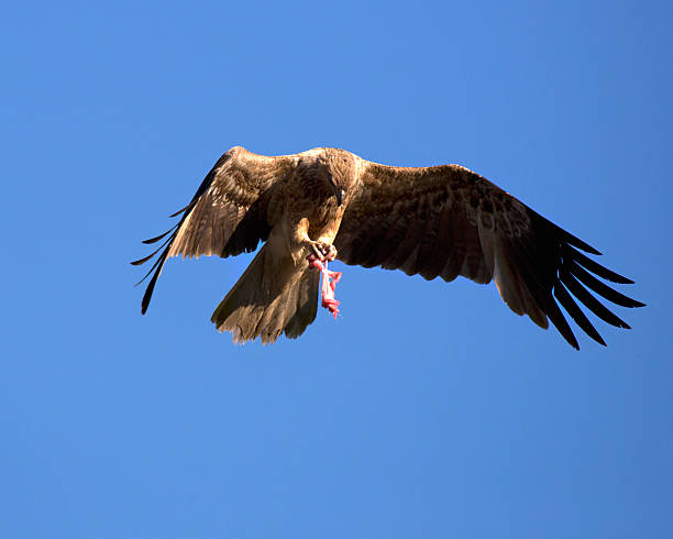 Whistling Kite ( Haliastur sphenurus) bird Whistling kite with catch in claws. haliastur sphenurus stock pictures, royalty-free photos & images