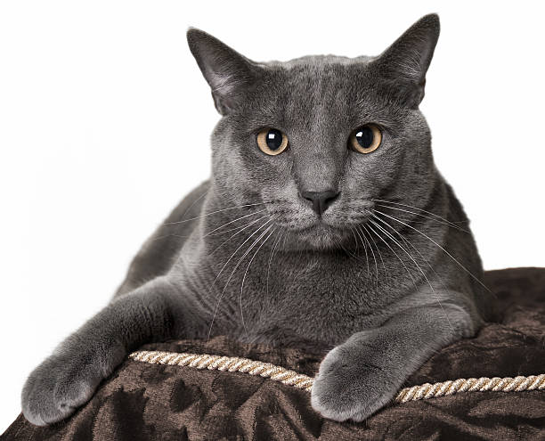 istock Beautiful silky gray cat lying down, isolated 177510875