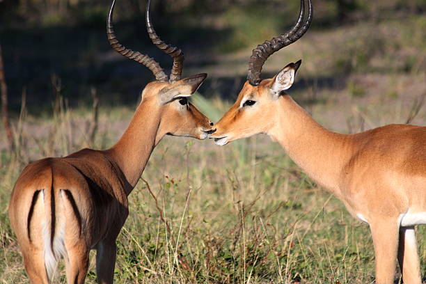 istock Kiss of Impala Antelopes 177510890