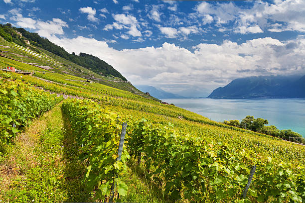 istock Lake Geneva with vineyards 177511258