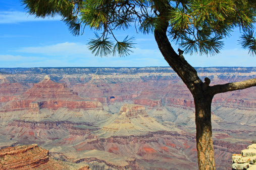 Landscape in Grand Canyon made from under the pine tree