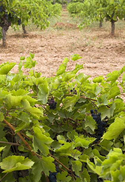 Fields of grapes stock photo