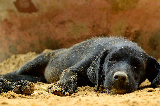 istock Black Puppy dog sleep on sand 177511634