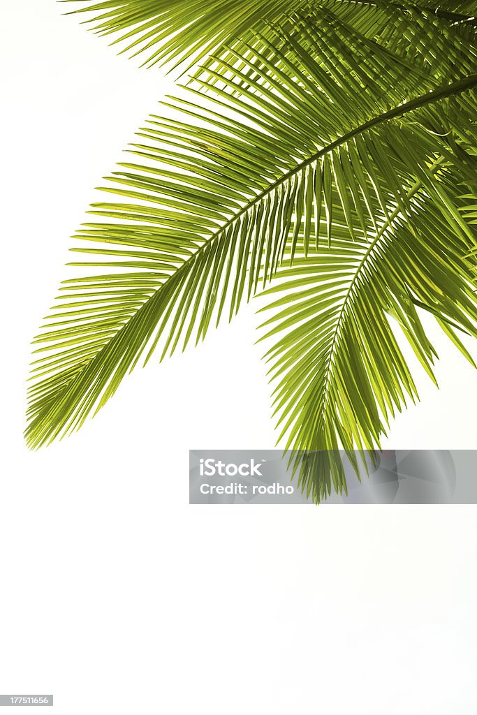 Plam leaves isolated on white Plam leaves isolated on the white background Palm Tree Stock Photo