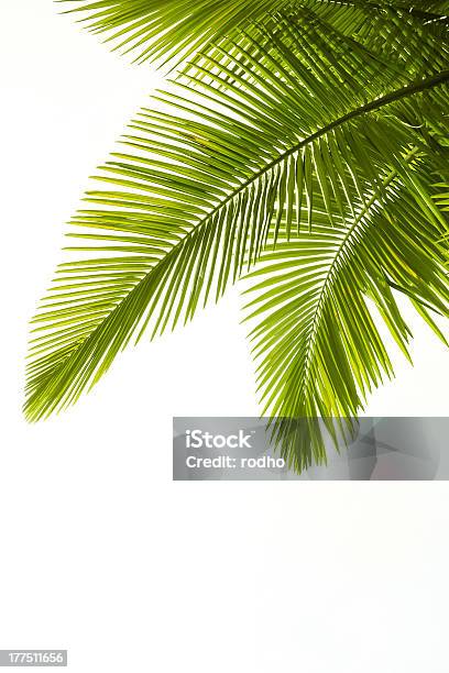 Plam Leaves Isolated On White Stock Photo - Download Image Now - Palm Tree, Coconut Palm Tree, Leaf