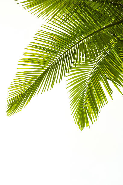 plam liści na białym tle - palm leaf branch leaf palm tree zdjęcia i obrazy z banku zdjęć