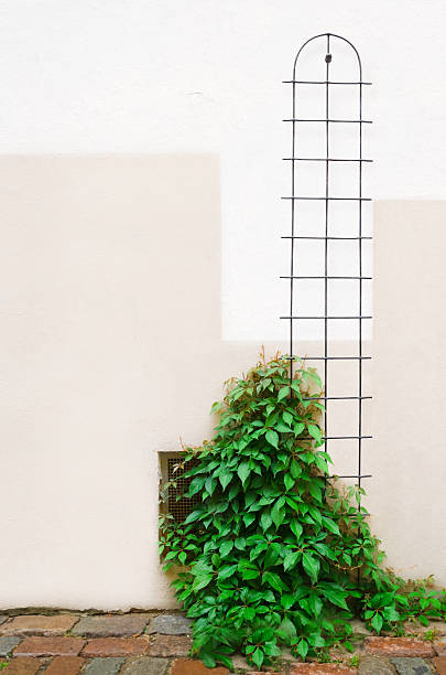 istock Young ivy plant 177511699